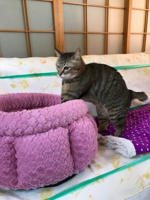 ☆§☆猫部屋 増えました!(^^)!☆§☆ ☆§☆猫部屋 増えました!(^^)!☆§☆