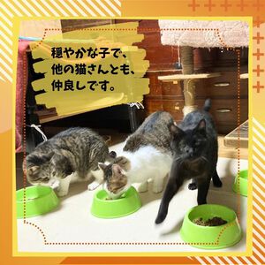 愛嬌ある、露居(ろい) 愛嬌ある、露居(ろい)