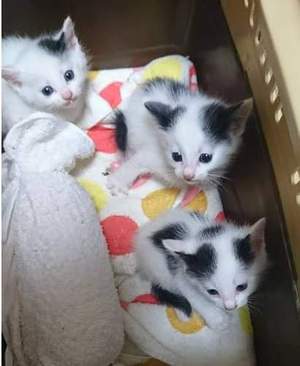 犯罪なのに…絶えない猫の遺棄! 犯罪なのに…絶えない猫の遺棄!