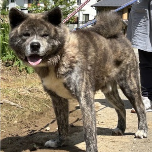 ★秋田犬里親募集! 元気いっぱいになりました★ ★秋田犬里親募集! 元気いっぱいになりました★