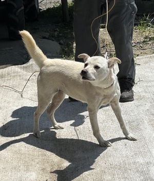 【緊急】紀州犬 女の子 里親さん募集です!★ 【緊急】紀州犬 女の子 里親さん募集です!★