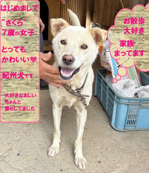 【緊急】紀州犬 女の子 里親さん募集です!★ 【緊急】紀州犬 女の子 里親さん募集です!★