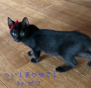 ☆もうすぐです♡譲渡会! ☆もうすぐです♡譲渡会!