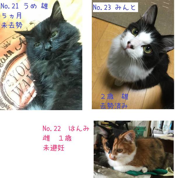 ☆緊急! 28匹ニャンコ 里親さん急募です! ④ ☆緊急! 28匹ニャンコ 里親さん急募です! ④