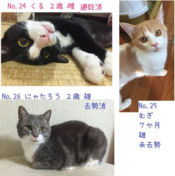 ☆緊急! 28匹ニャンコ 里親さん急募です! ⑤ ☆緊急! 28匹ニャンコ 里親さん急募です! ⑤