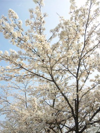 サイクリング&桜