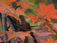 天生湿原の紅葉