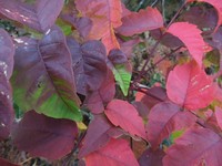 天生湿原の紅葉