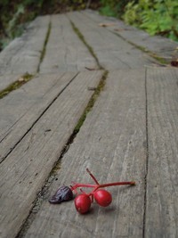 天生湿原の紅葉