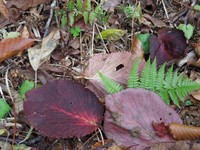 天生湿原の紅葉