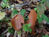 天生湿原の紅葉