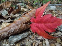 天生湿原の紅葉