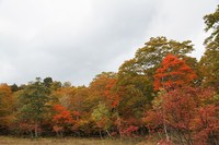 天生湿原の紅葉