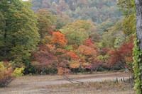 天生湿原の紅葉