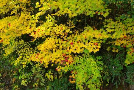 noco工房・ショールーム周辺の紅葉