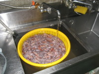 ホタルイカ三昧