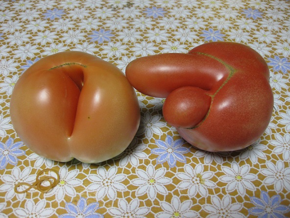 トマト農家