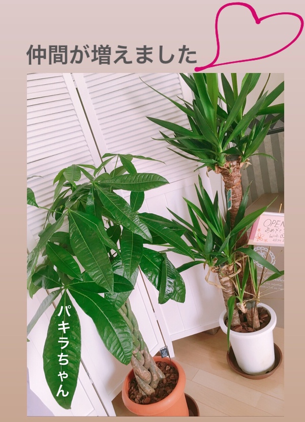 仲間が増えました✨ 仲間が増えました✨