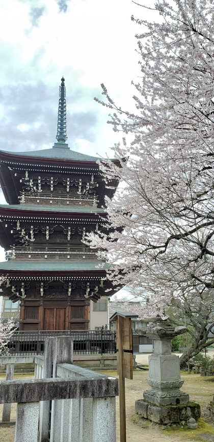 ❀桜❀桜❀桜❀とお出かけ色々♪ ❀桜❀桜❀桜❀とお出かけ色々♪
