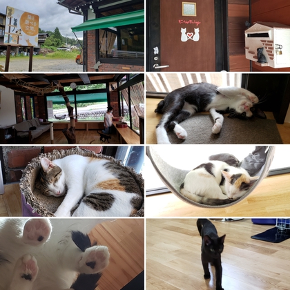 保護ネコシェルター「にゃんliving」さんで打ち合わせ(๑◔‿◔๑) 保護ネコシェルター「にゃんliving」さんで打ち合わせ(๑◔‿◔๑)