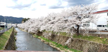 ❀桜❀桜❀桜❀とお出かけ色々♪ ❀桜❀桜❀桜❀とお出かけ色々♪