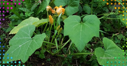 無農薬野菜頂いて♪ 無農薬野菜頂いて♪