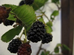 ブラックベリー