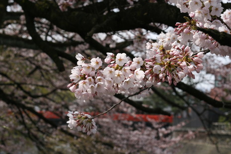 中橋の桜