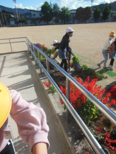 秋の花いっぱい運動 秋の花いっぱい運動