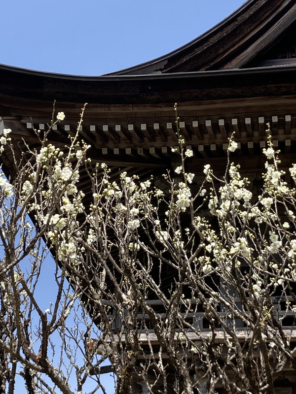 禅昌寺の梅の花(*゚▽゚)ノ 禅昌寺の梅の花(*゚▽゚)ノ