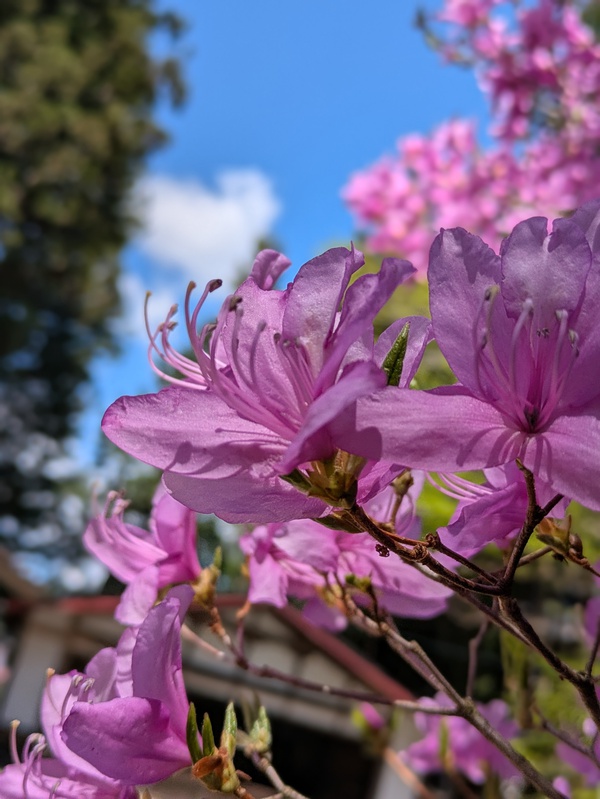 4月29日のとんとんトン&ありがトン 4月29日のとんとんトン&ありがトン