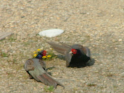 野鳥のキジがいる。