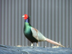 野鳥のキジがいる。