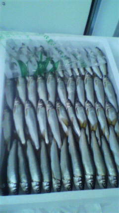 春を告げる魚