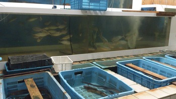 下呂水族館