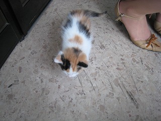 こねこ~♪