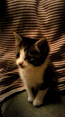 こねこ~♪