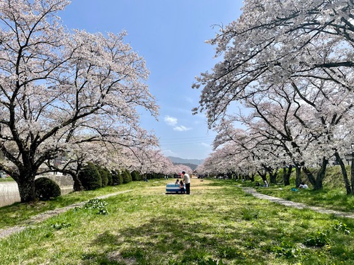 高山市　宮川緑地公園　桜