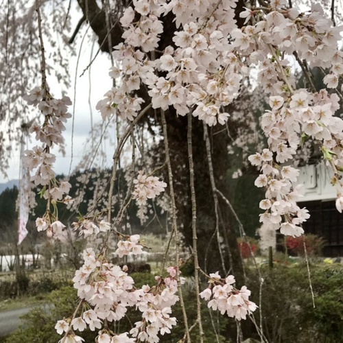 南ひだ健康道場のしだれ桜 南ひだ健康道場のしだれ桜