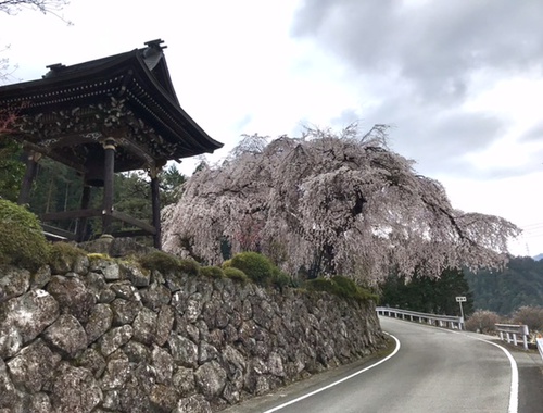 賢誓寺のしだれ桜 賢誓寺のしだれ桜