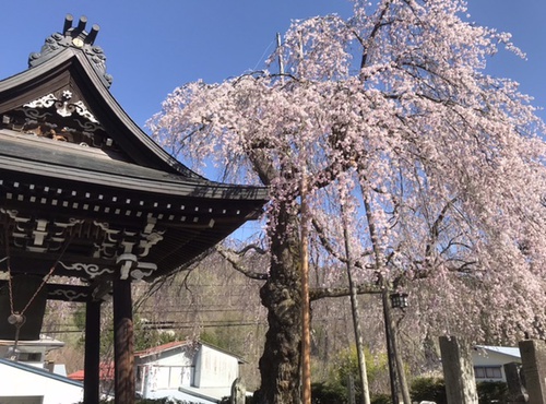 法正寺の枝垂れ桜 法正寺の枝垂れ桜