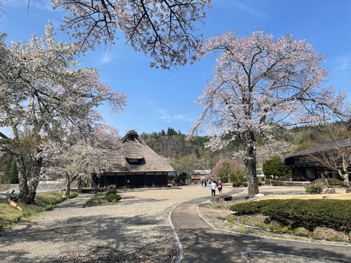 荘川の里 桜 荘川の里 桜