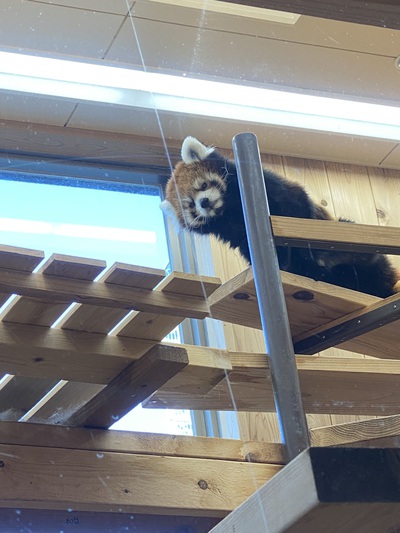 レッサーパンダが1番可愛かった♪ レッサーパンダが1番可愛かった♪