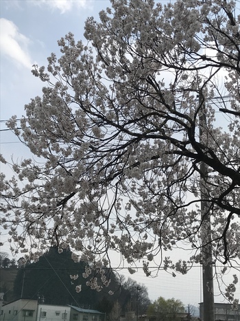 入学式、ここだけ桜満開 入学式、ここだけ桜満開