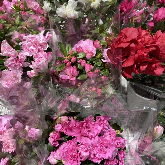 綺麗なお花がたくさん届いてます♡ 綺麗なお花がたくさん届いてます♡