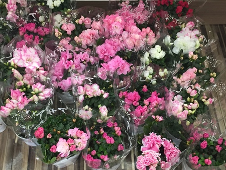 花いっぱいセール♪ 花いっぱいセール♪