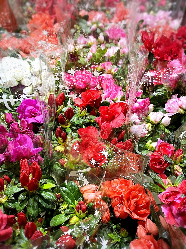 花いっぱいセール始まりました♪ 花いっぱいセール始まりました♪