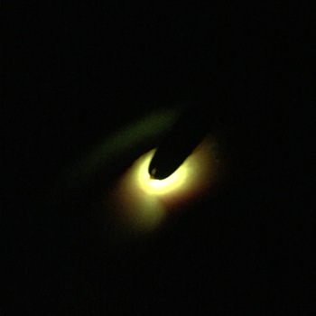 三枝小ホタルの夕べに♪ 三枝小ホタルの夕べに♪
