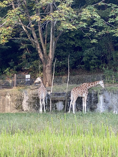 レッサーパンダが1番可愛かった♪ レッサーパンダが1番可愛かった♪