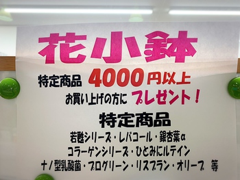 フラワーセール始まりました♪ フラワーセール始まりました♪